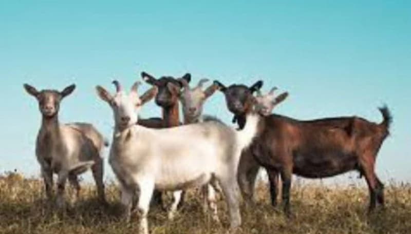 bakra for sadqah