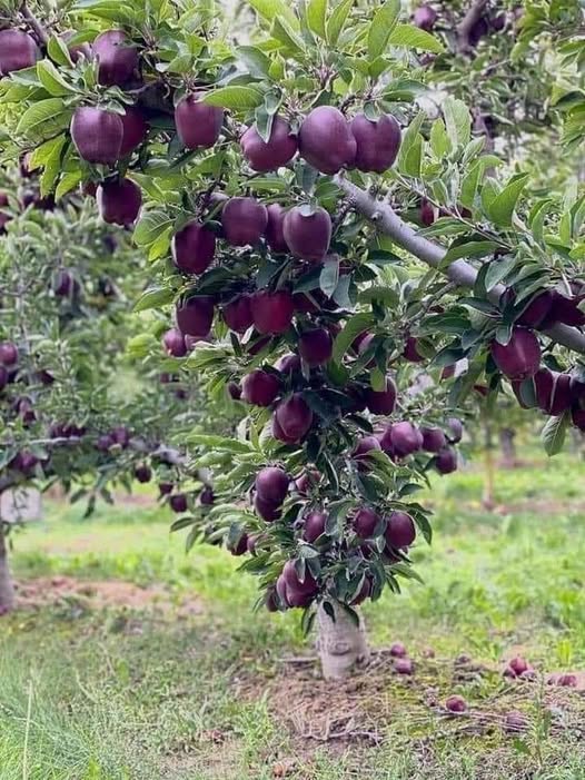 Fresh Cala Cola Apple