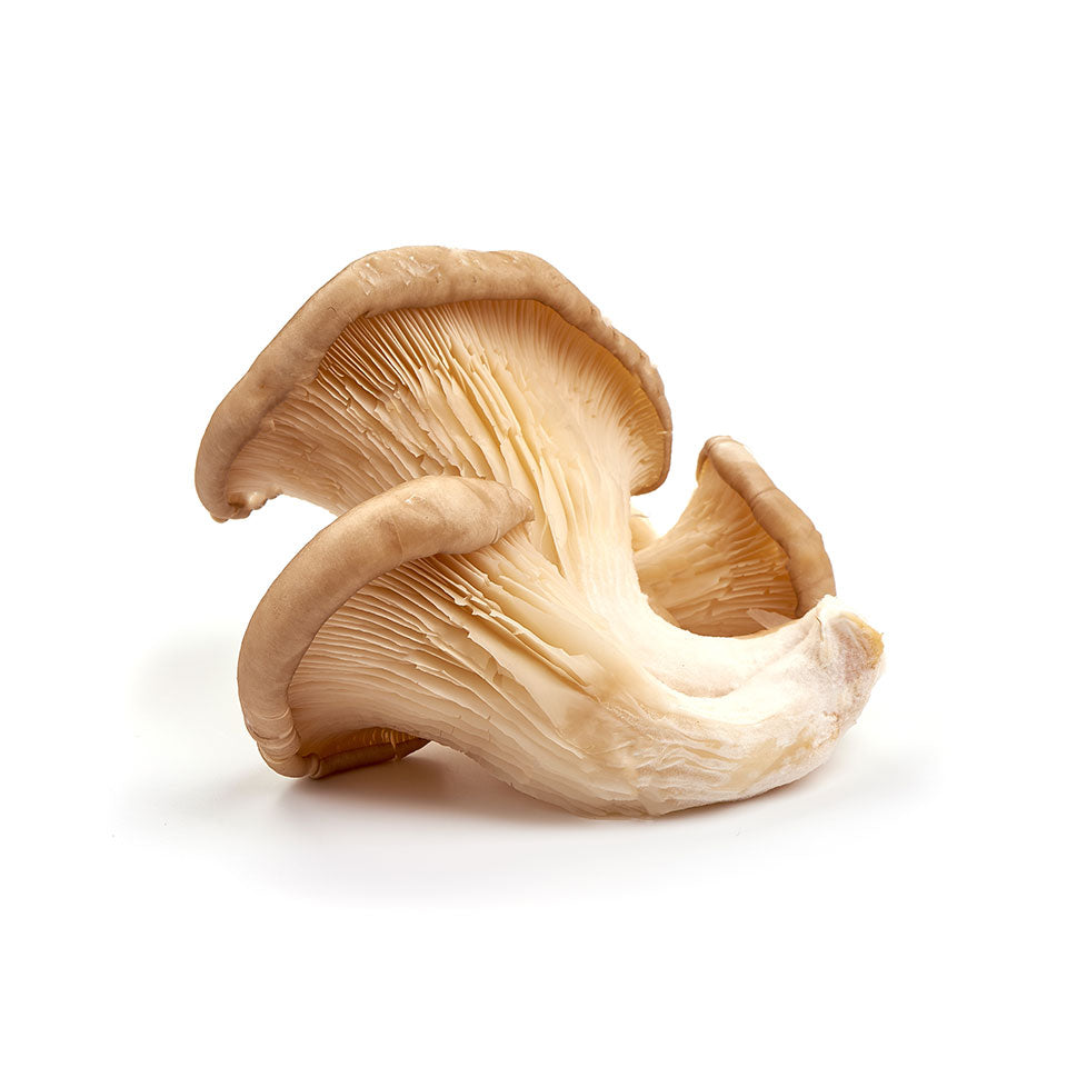 White Oyster Mushroom