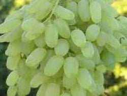Angoor Sundar Khani - Exporter Foods