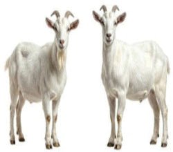 🐐 6KG Sadqah Desi Bakra - Exporter Foods