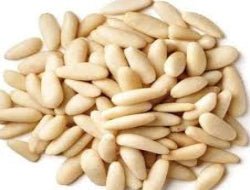 Changoza (Pine Nuts) - Exporter Foods