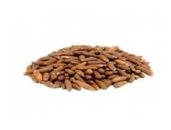 Changoza (Pine Nuts) with Shell - Exporter Foods