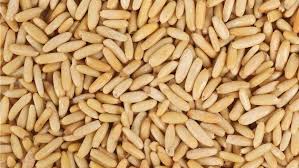 Changoza (Pine Nuts) with Shell - Exporter Foods