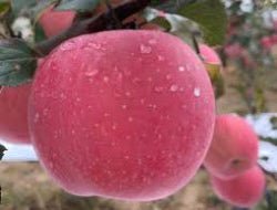 Red Apple China - Exporter Foods