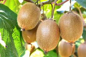 Fresh Kiwi Fruit - Exporter Foods