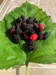 Fresh Shehtoot (Mulberries) 