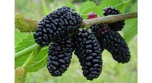 Fresh Shehtoot (Mulberries) - Exporter Foods