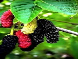 Fresh Shehtoot (Mulberries) 