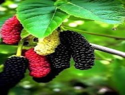 Fresh Shehtoot (Mulberries) - Exporter Foods