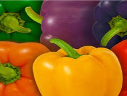 Mix Capsicum (Shimla Mirch) - Exporter Foods