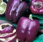 Purple Capsicum (Shimla Mirch) - Exporter Foods