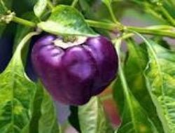 Purple Capsicum (Shimla Mirch) - Exporter Foods