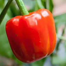 Red Capsicum (Shimla Mirch) - Exporter Foods