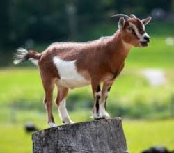 🐐 12KG Sadqah Desi Bakra - Exporter Foods