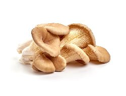 White Oyster Mushroom - Exporter Foods